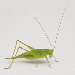 Meadow Katydid Identification Guide