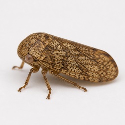 Meadow Spittlebug Identification Guide