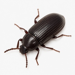 Mealworm Beetle Identification Guide