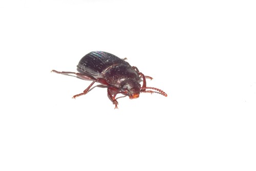 Mealworm Beetle Identification Guide