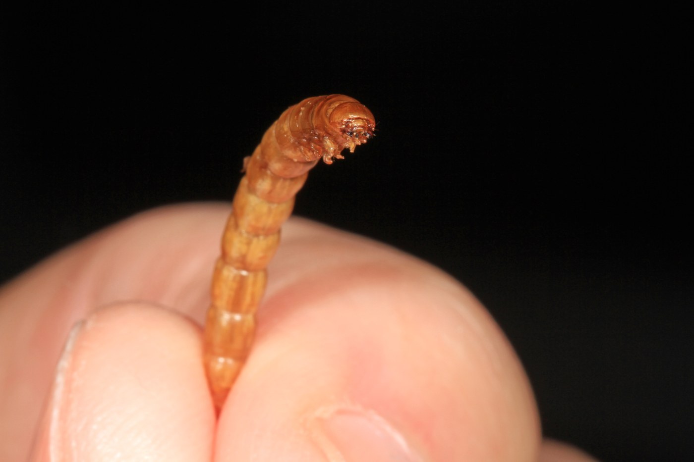Mealworm