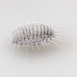 Mealybug Identification Guide