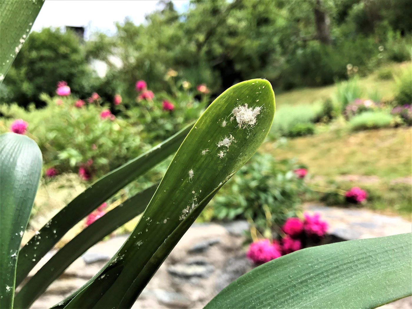 Mealybug