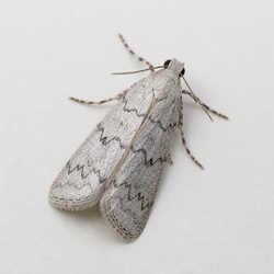 Mediterranean Flour Moth Identification Guide