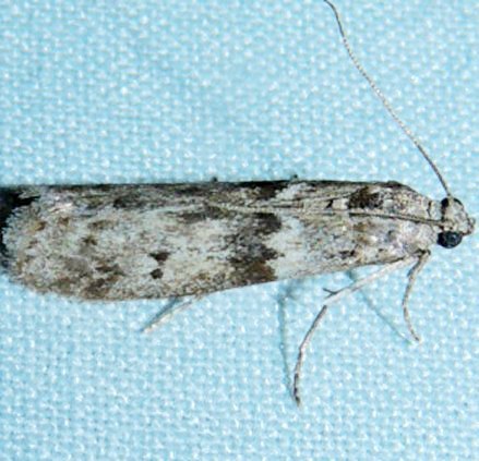 Mediterranean Flour Moth