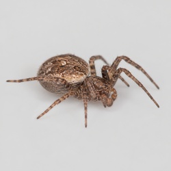 Mesh Web Weaver Identification Guide