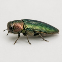 Metallic Wood-boring Beetle Identification Guide