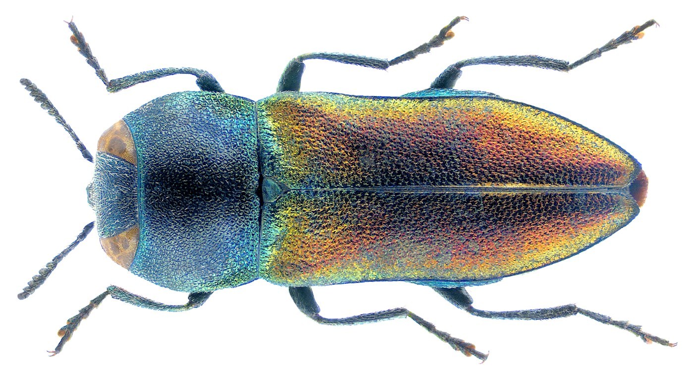 Metallic Wood-boring Beetle