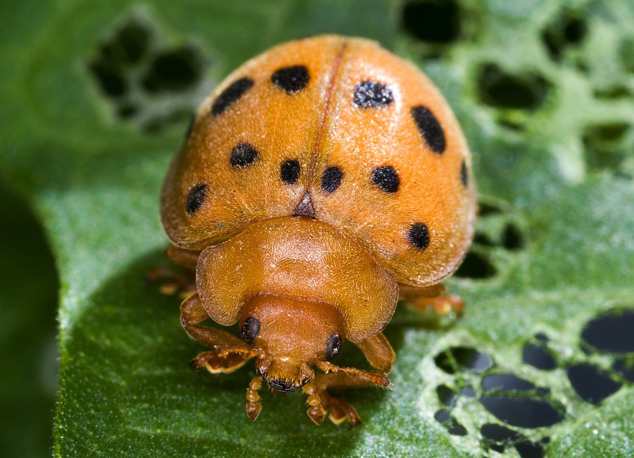 Mexican Bean Beetle
