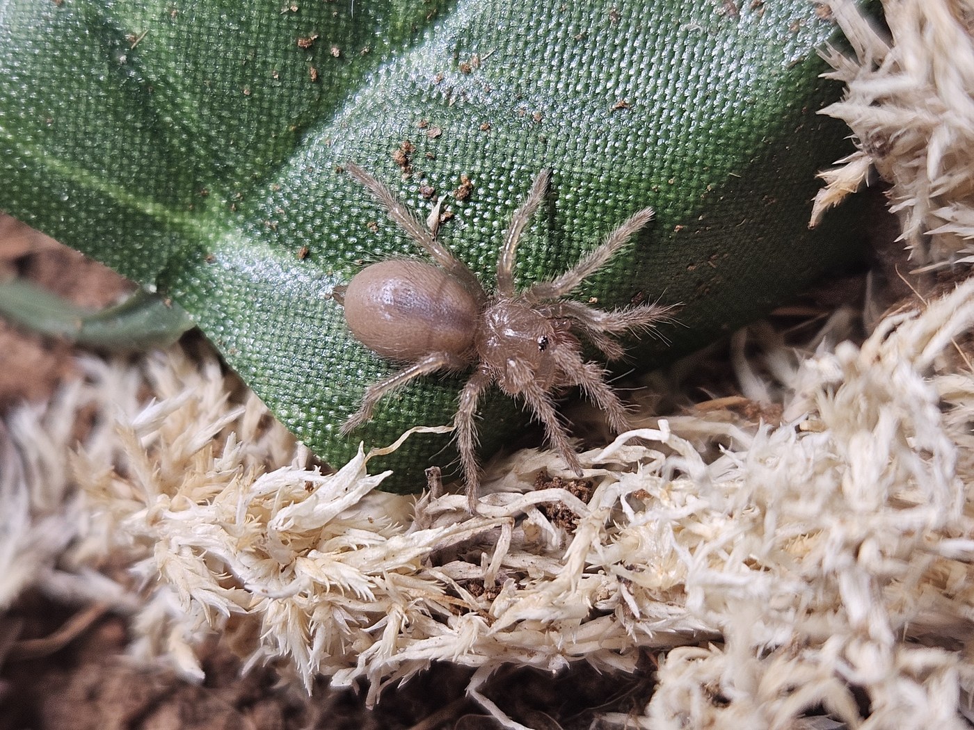 Mexican Redknee Tarantula