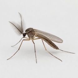 Midge Identification Guide