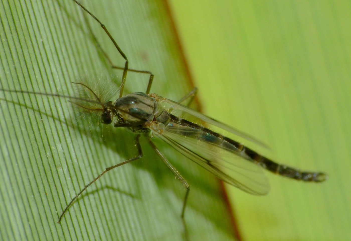 Midge