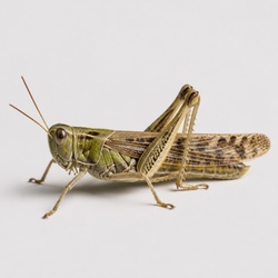 Migratory Locust Identification Guide