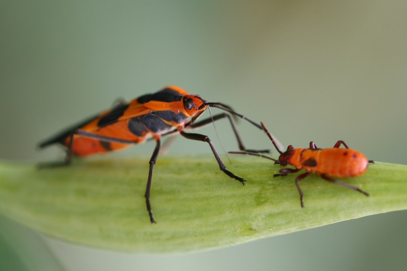 Milkweed Bug (Large Milkweed Bug)