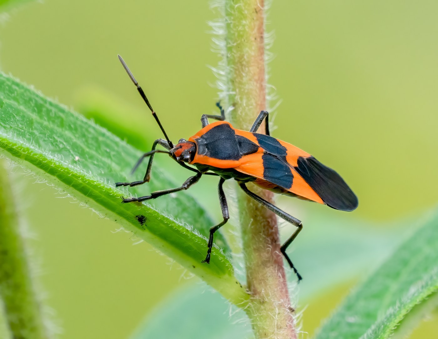 Milkweed Bug