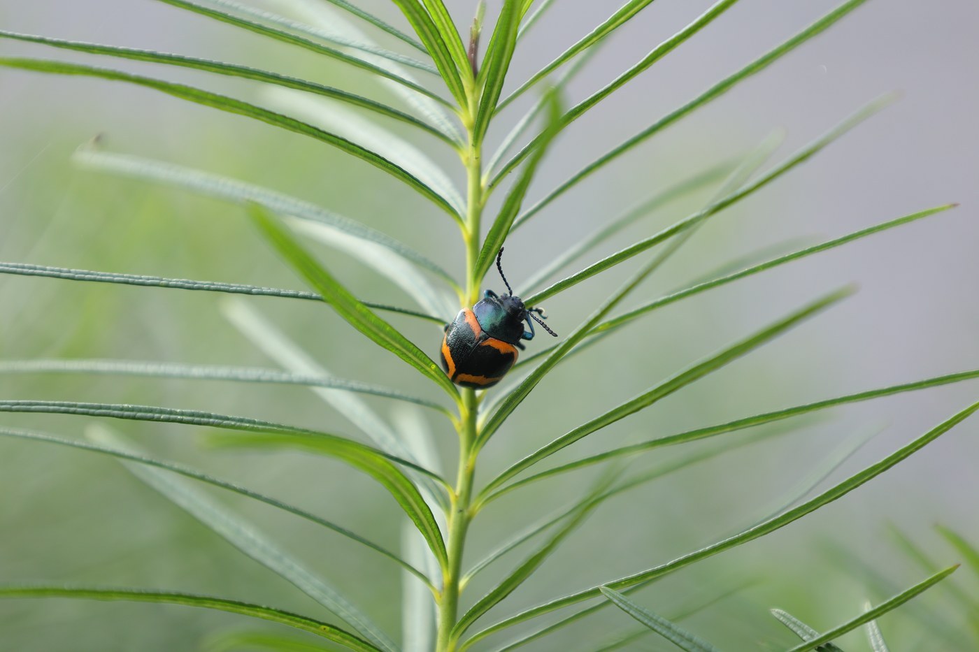Milkweed Leaf Beetle