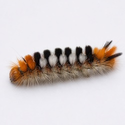 Milkweed Tussock Caterpillar Identification Guide