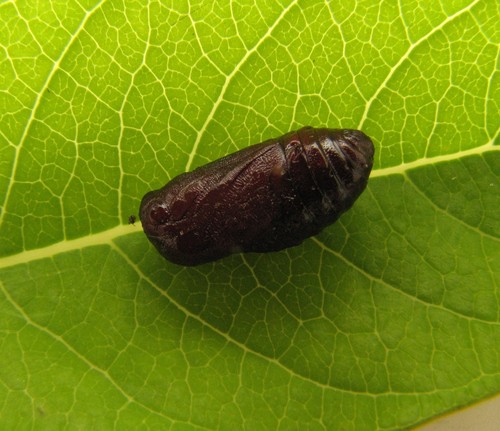 Milkweed Tussock Caterpillar Identification Guide