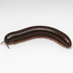 Millipede Identification Guide