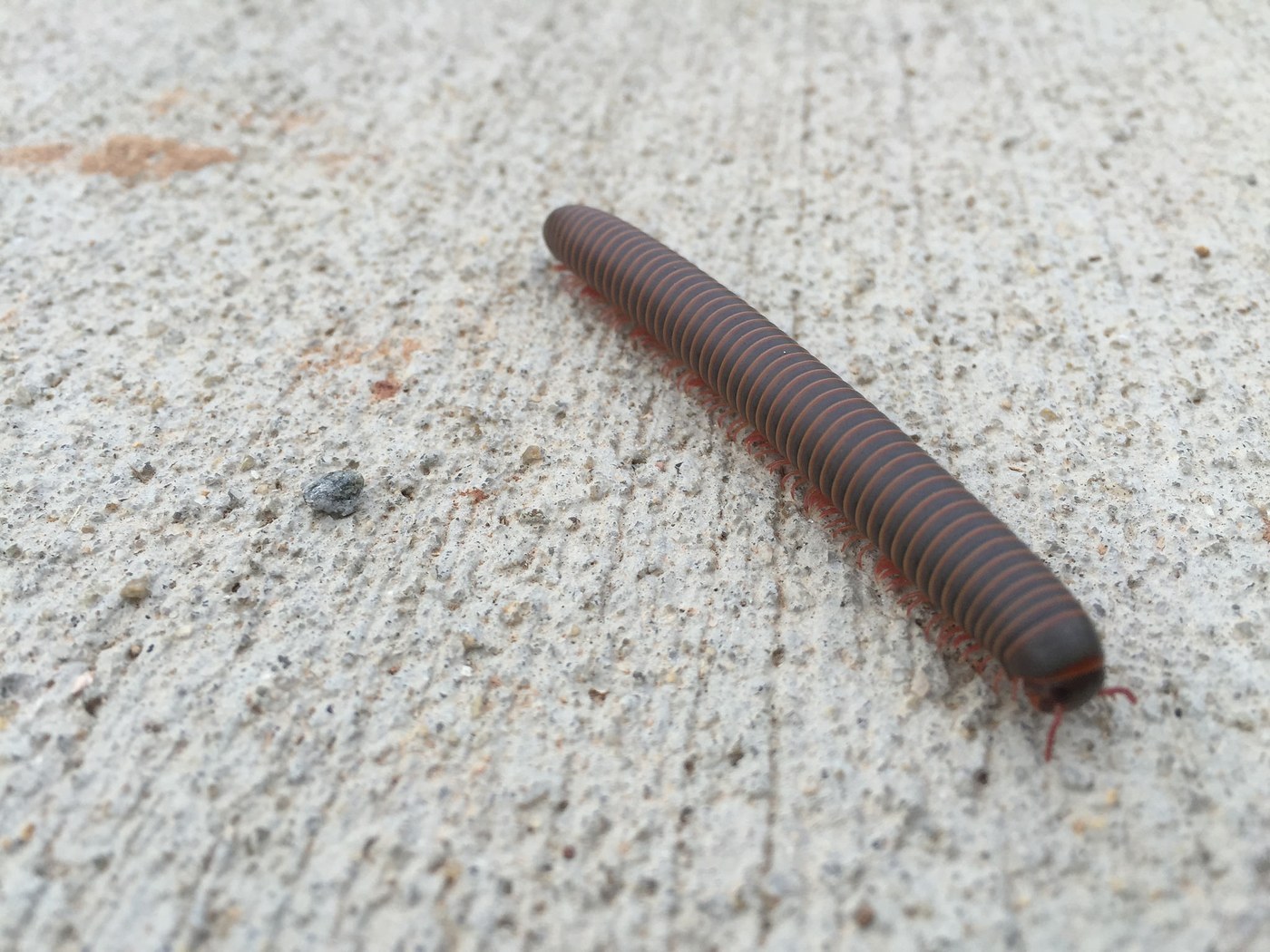 Millipede