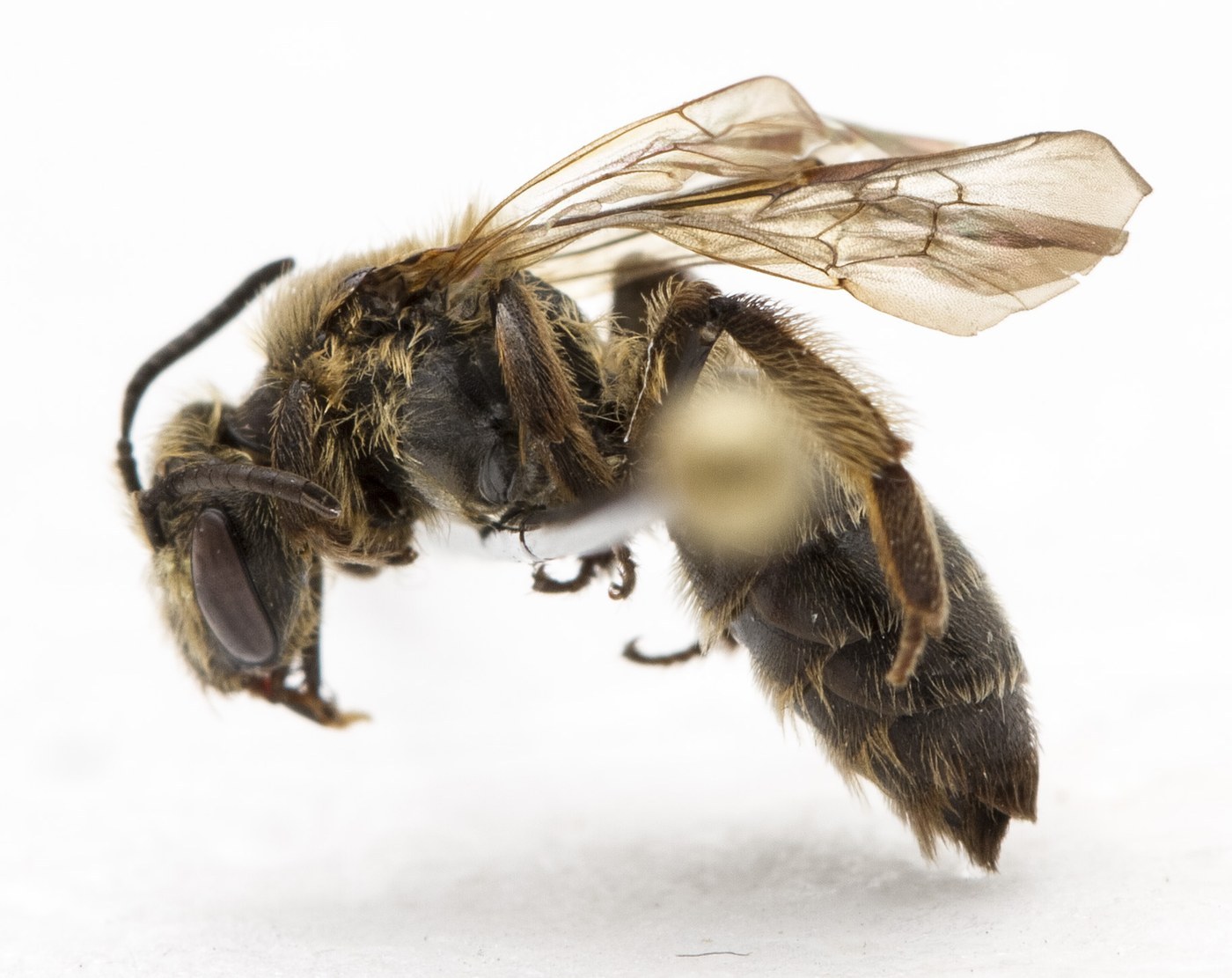 Mining Bee
