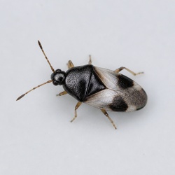 Minute Pirate Bug Identification Guide