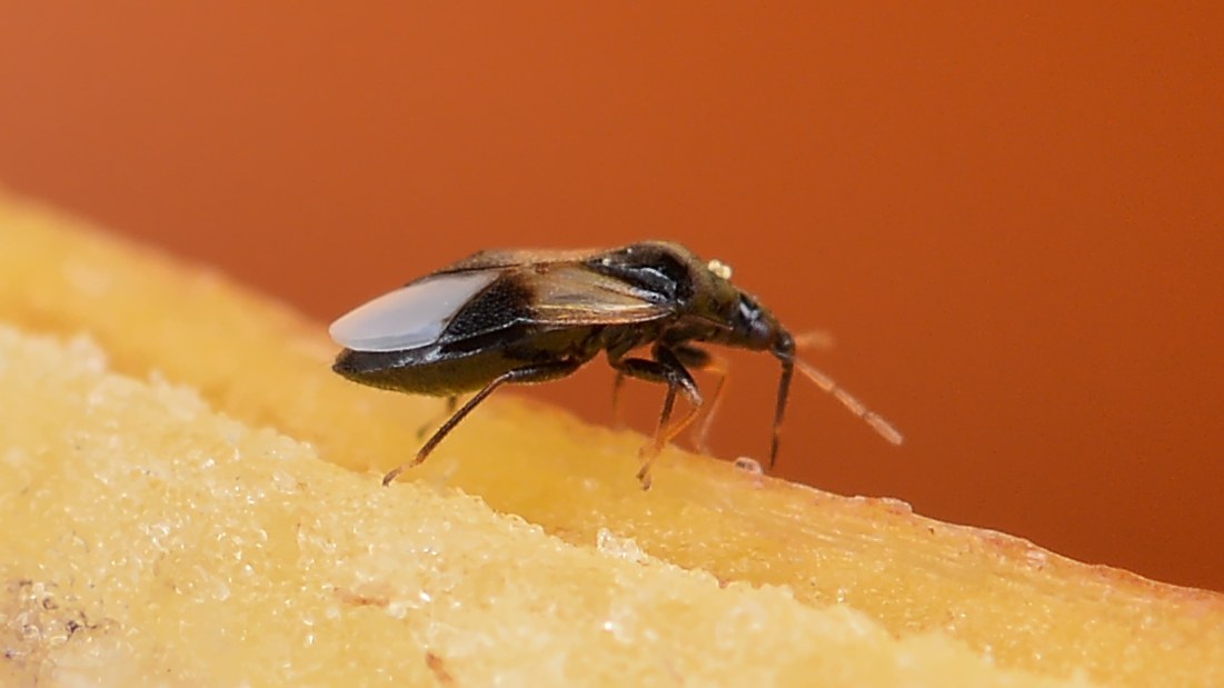 Minute Pirate Bug