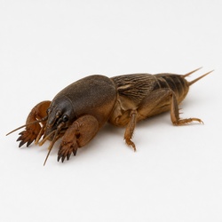 Mole Cricket Identification Guide