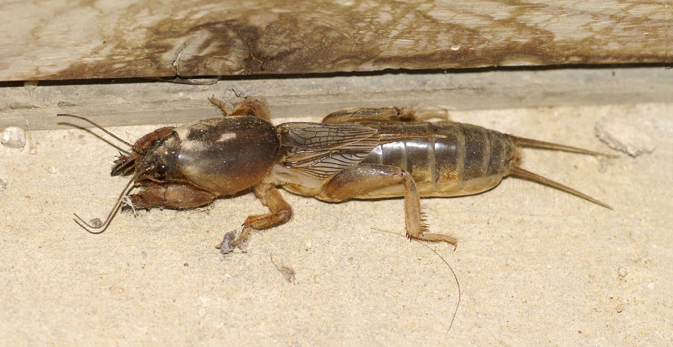 Mole Cricket
