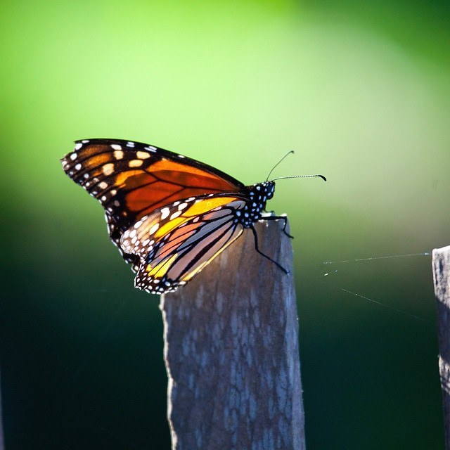 Monarch Butterfly