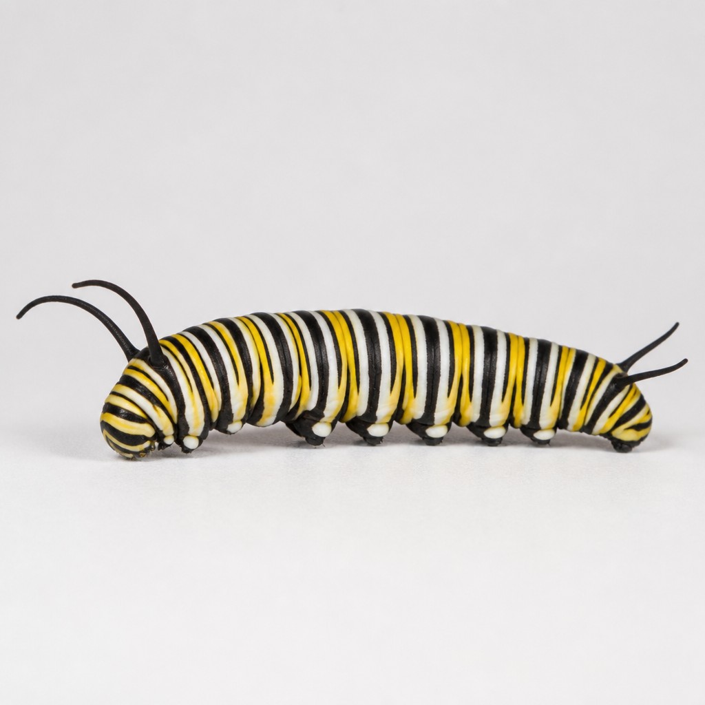 Monarch Caterpillar
