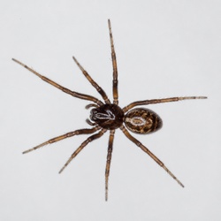 Money Spider Identification Guide