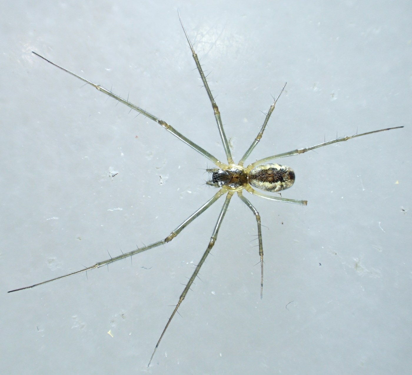 Money Spider