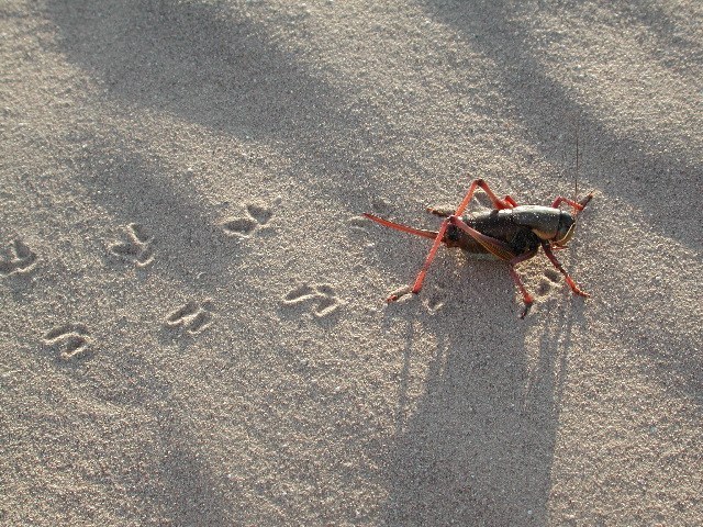 Mormon Cricket
