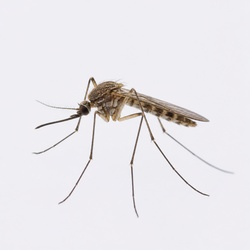 Mosquito Identification Guide