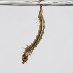 Mosquito Larva Identification Guide