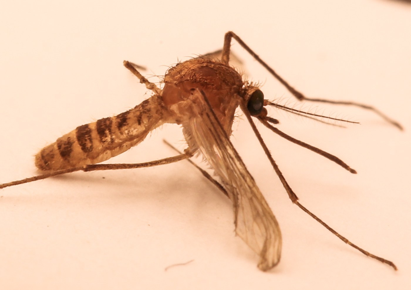 Mosquito