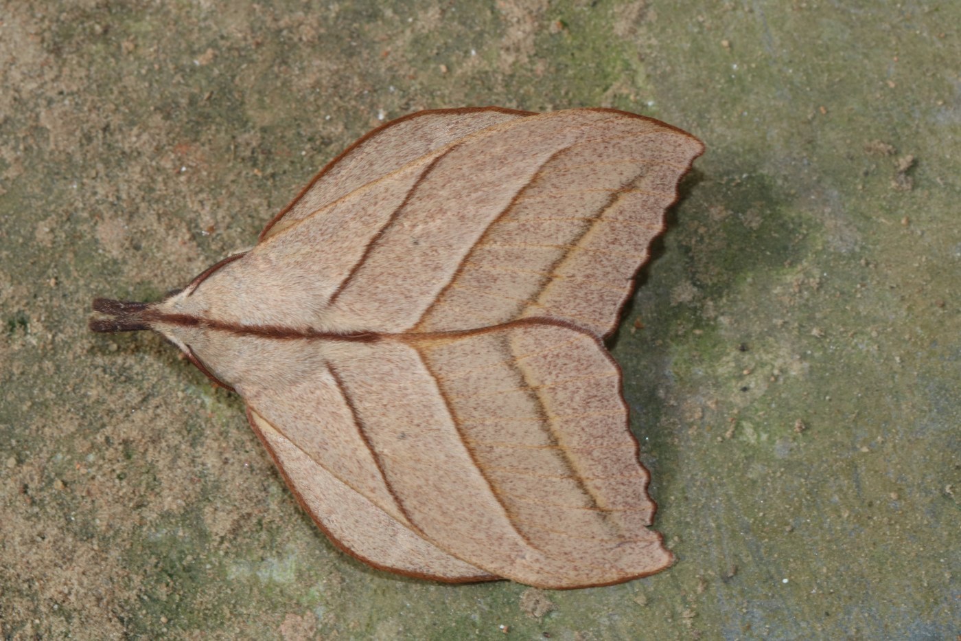 Moth
