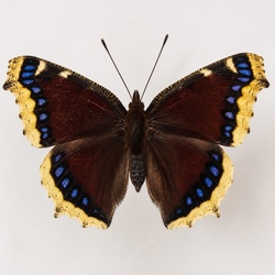 Mourning Cloak Identification Guide