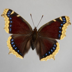 Mourning Cloak Butterfly Identification Guide