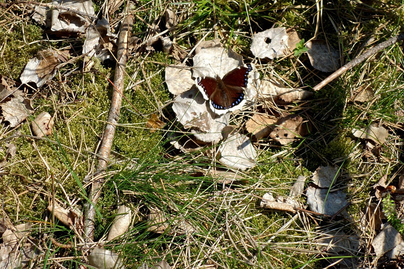 Mourning Cloak Butterfly