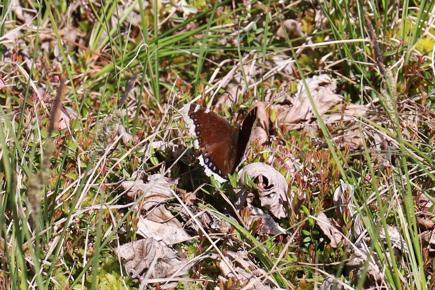 Mourning Cloak