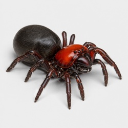 Mouse Spider Identification Guide