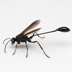 Mud Dauber Identification Guide