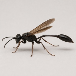 Mud Dauber Wasp Identification Guide