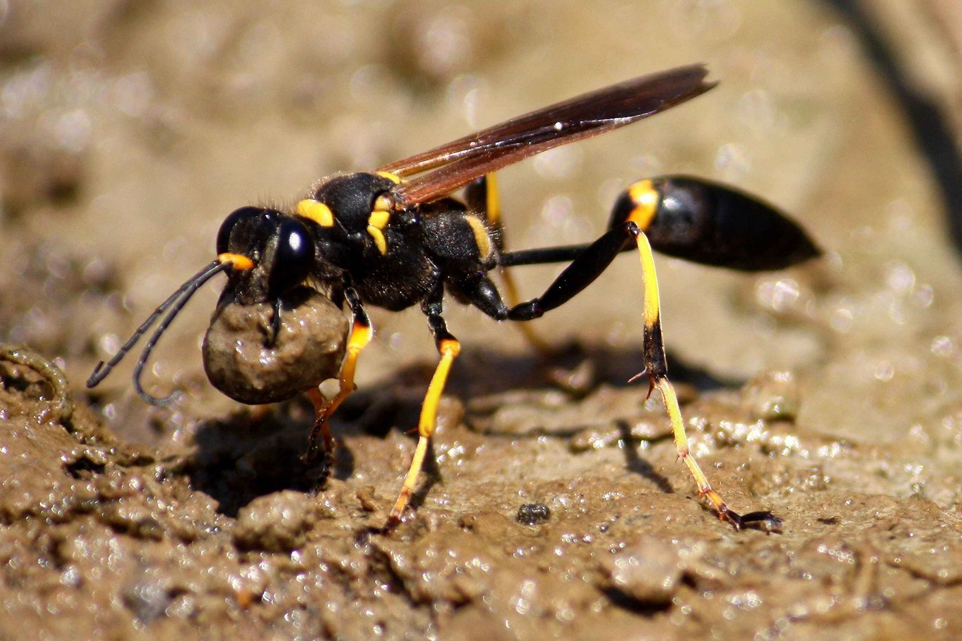 Mud Dauber