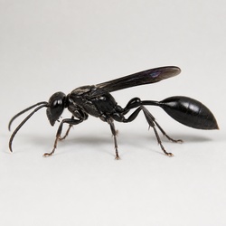 Mud Wasp Identification Guide