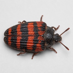 Net-winged Beetle Identification Guide