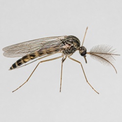 Non-Biting Midge Identification Guide