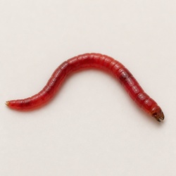 Non-Biting Midge Larva (Bloodworm) Identification Guide